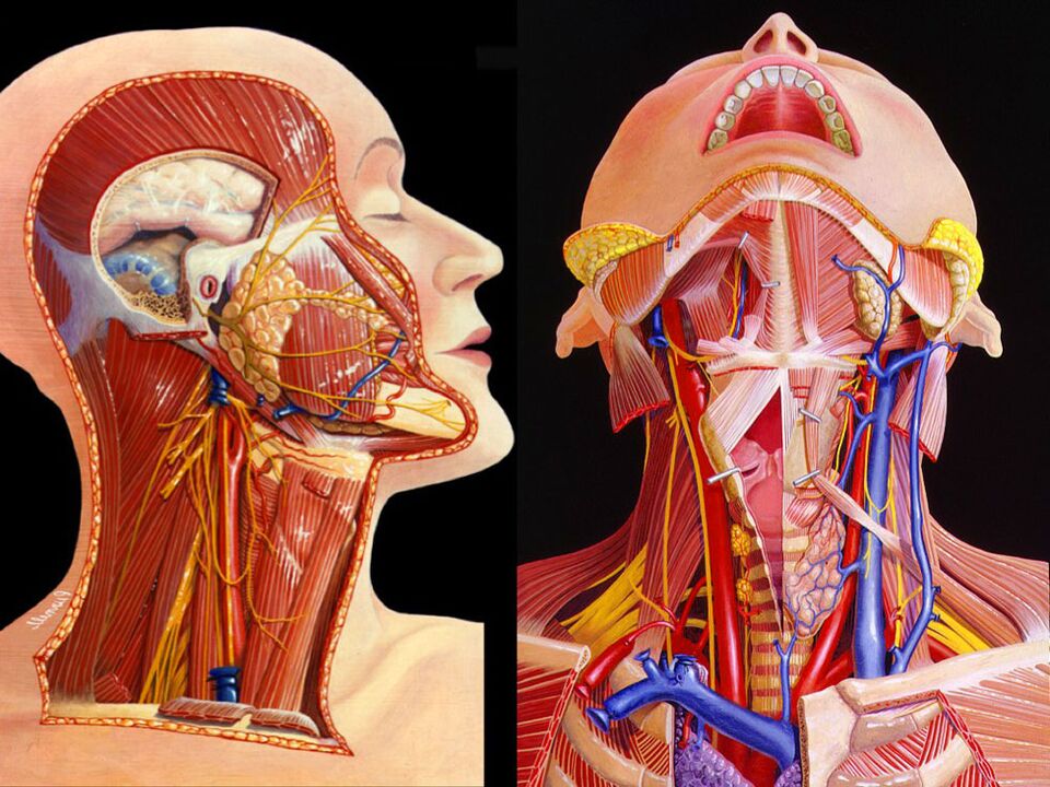 anatomía del cuello