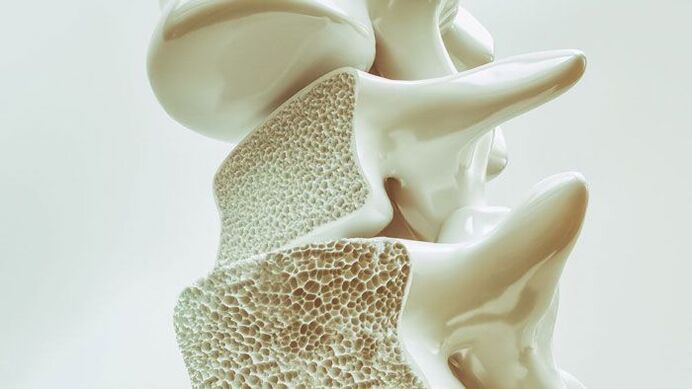 modelo seccional de la columna vertebral